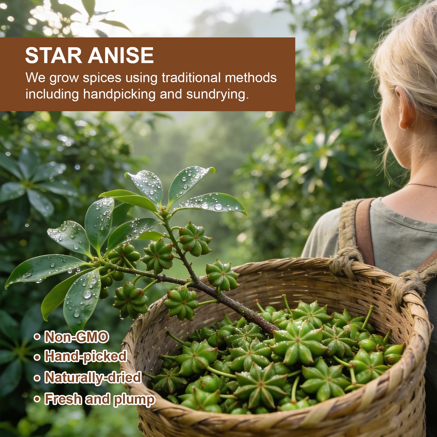 GoldenAnise Whole Star Anise Pods, Available in 4 oz, 6 oz (Reusable Airtight Canister), Premium Hand-Picked Culinary Spice for Cooking, Baking, Tea and Mulling Spices, All-Natural, Non-GMO & Pure